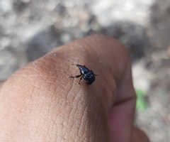 Attelabinae