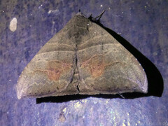 Ophisma