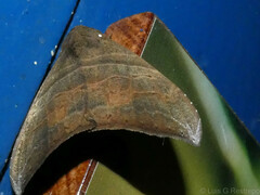 Ophisma