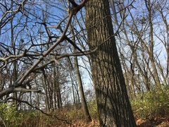Gleditsia triacanthos