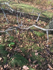 Gleditsia triacanthos