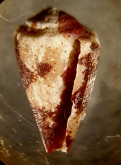 Conus bartschi