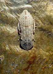 Ledromorpha planirostris