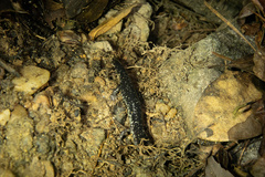 Plethodon chlorobryonis