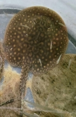 Potamotrygon schuhmacheri