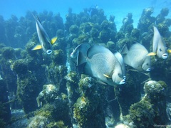 Pomacanthus arcuatus