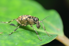 Litocerus