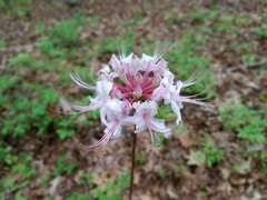 Rhododendron periclymenoides
