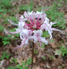 Rhododendron periclymenoides