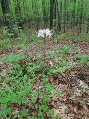Rhododendron periclymenoides