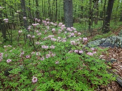 Rhododendron periclymenoides