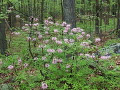 Rhododendron periclymenoides