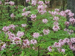 Rhododendron periclymenoides