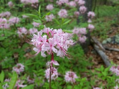 Rhododendron periclymenoides
