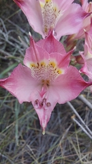 Alstroemeria hookeri