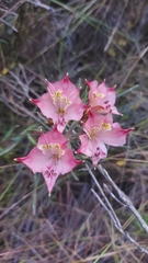 Alstroemeria hookeri