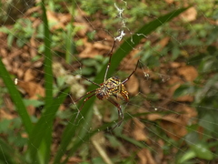 Micrathena fissispina