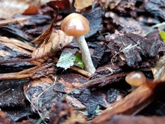 Psilocybe cyanescens