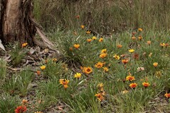 Gazania × splendens