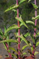 Penstemon spectabilis spectabilis