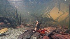 Centropomus undecimalis