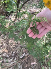 Senna barronfieldii
