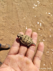 Phrynosoma cerroense