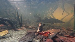 Centropomus undecimalis