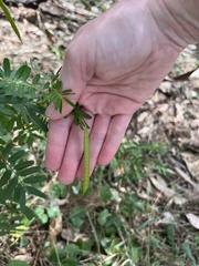 Senna barronfieldii