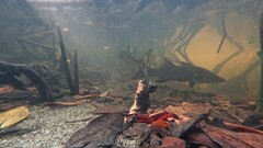 Centropomus undecimalis