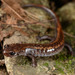Korean Crevice Salamander - Photo (c) Kim, Hyun-tae, some rights reserved (CC BY), uploaded by Kim, Hyun-tae