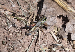Phoetaliotes nebrascensis