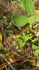 Rubus cuneifolius