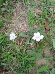Ruellia hygrophila