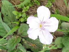 Ruellia hygrophila