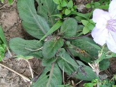 Ruellia hygrophila