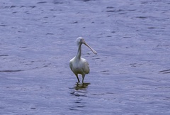 Platalea flavipes