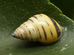 Drymaeus rufolineatus