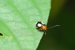 Hemipyxis