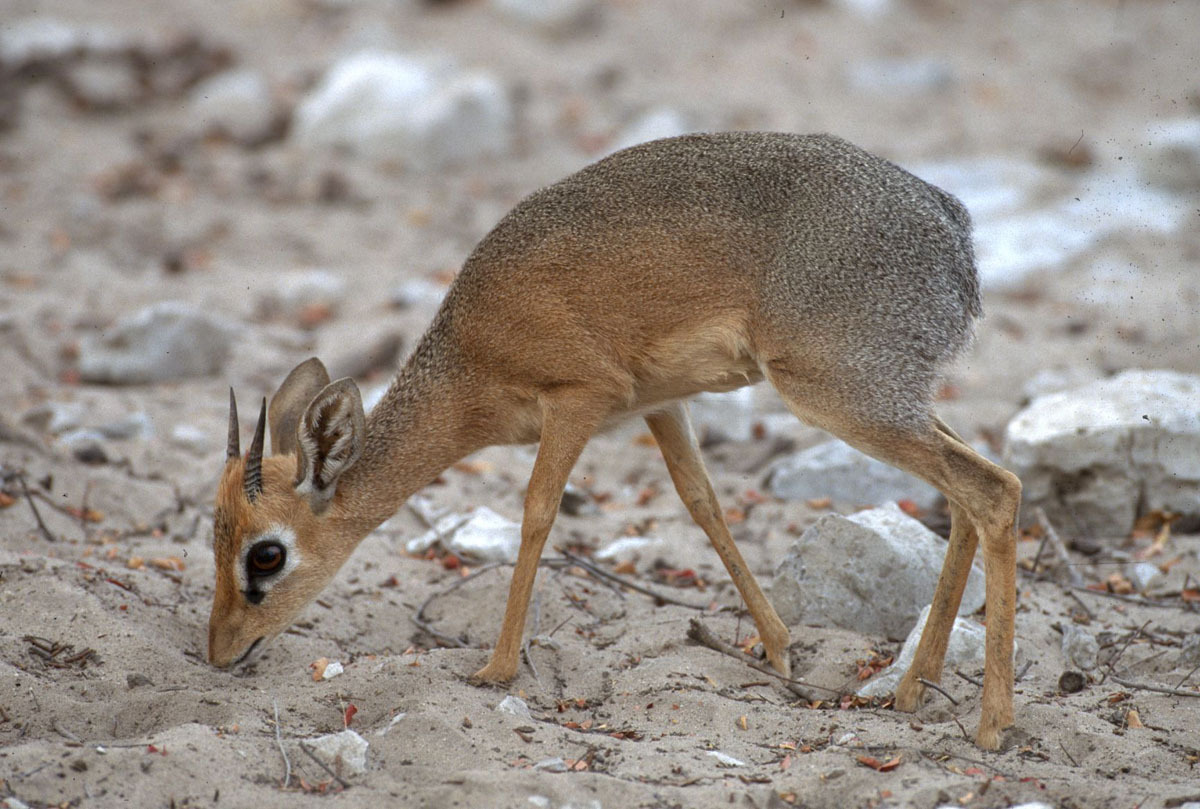 Yashirin kamera pornosi ularni mast qilib, sikishdi