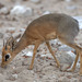 Kirk's Dik-Dik - Photo (c) Greg Lasley, some rights reserved (CC BY-NC), uploaded by Greg Lasley