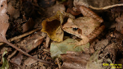 Rana uenoi