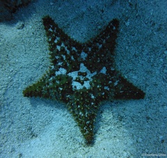 Oreaster reticulatus