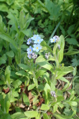 Myosotis sachalinensis