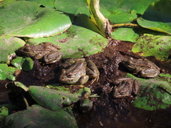 Lithobates yavapaiensis
