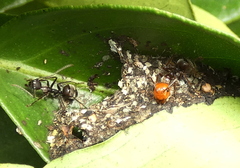 Camponotus urichi