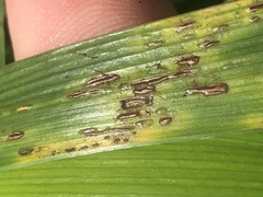 Puccinia iridis