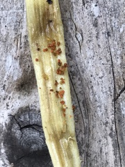 Anasa