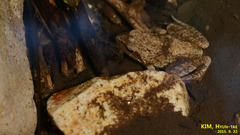 Rana uenoi