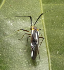 Thyrsophorinae